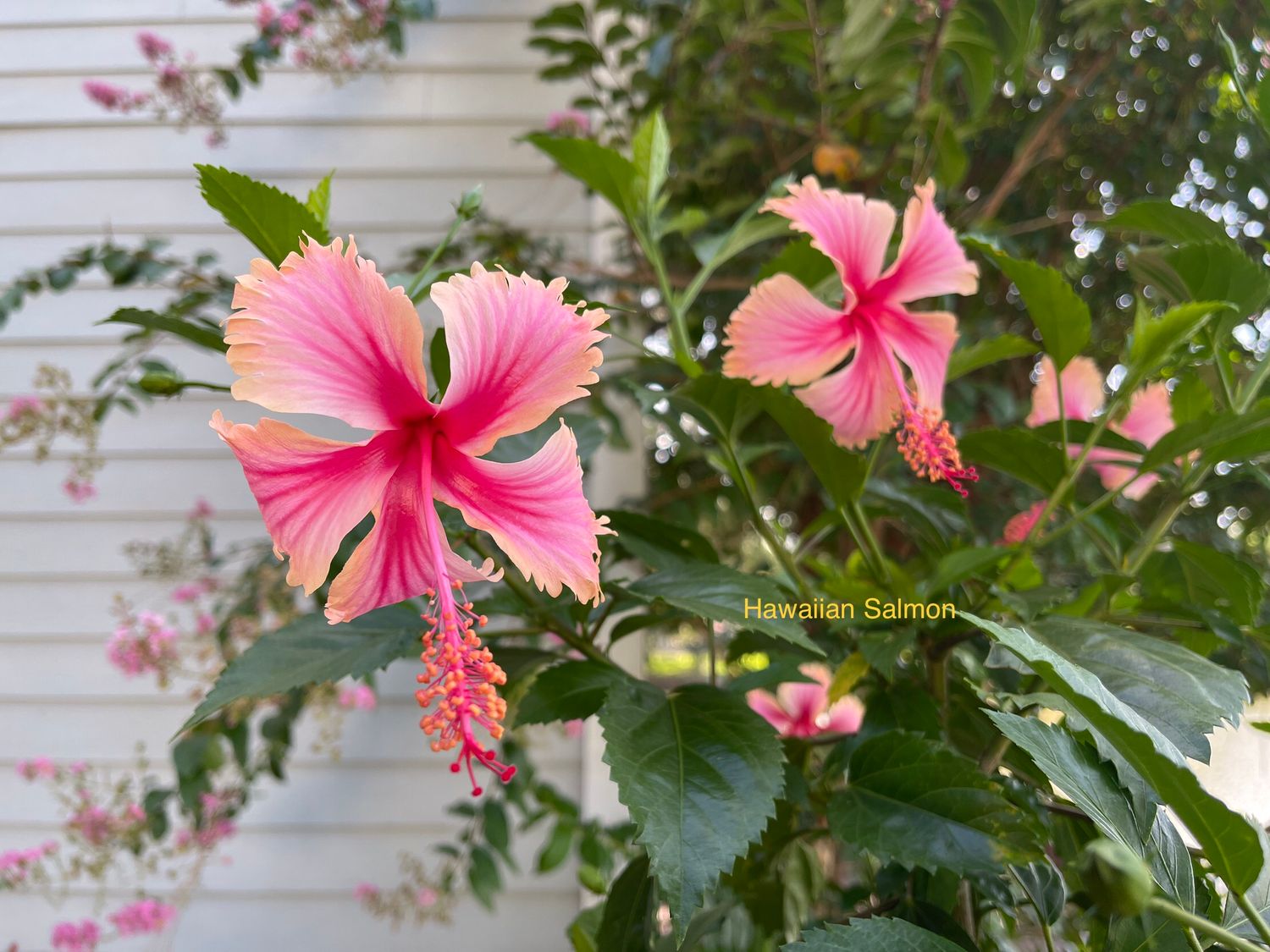 Hibiscus “Hawaiian Salmon”
