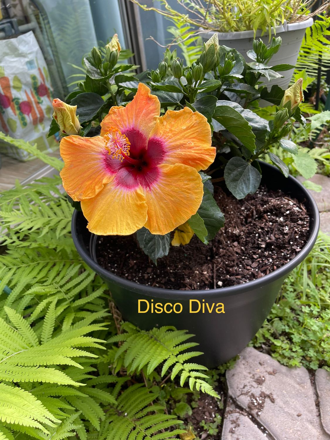 Hibiscus “Disco Diva”