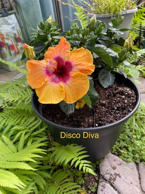 Hibiscus “Disco Diva”