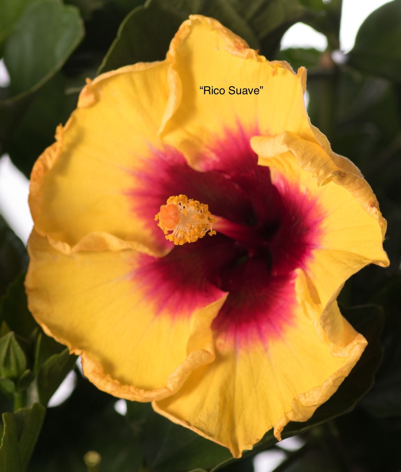 Hibiscus “Rico Soave”