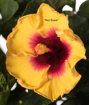 Hibiscus “Rico Soave”