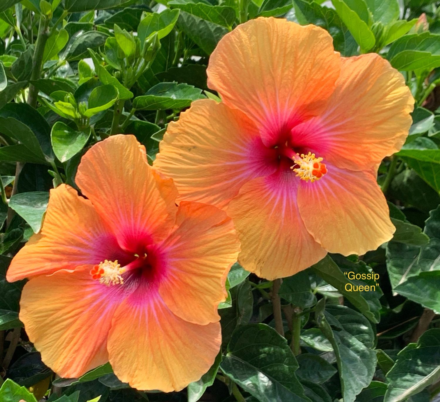 Hibiscus “Gossip Queen”