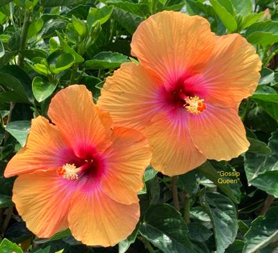 Hibiscus “Gossip Queen”
