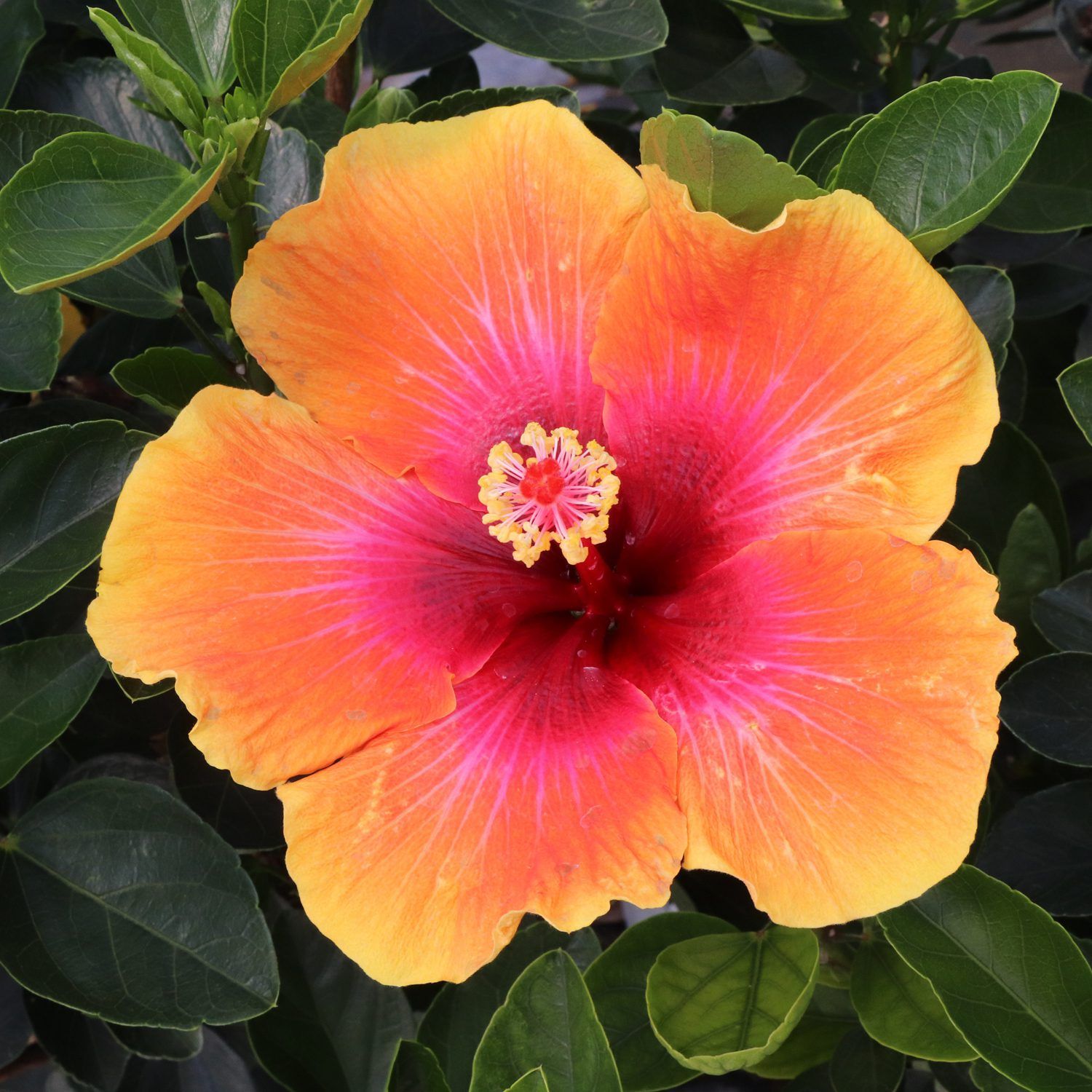 Hibiscus “Social Butterfly”