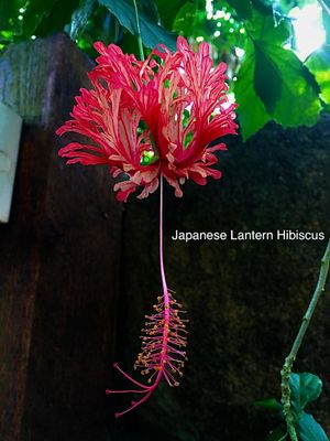 Hibiscus “Japanese Lanterns&quot;