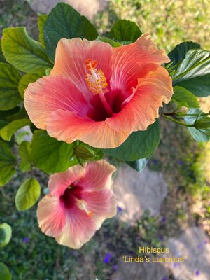 Hibiscus “Linda’s Luscious”