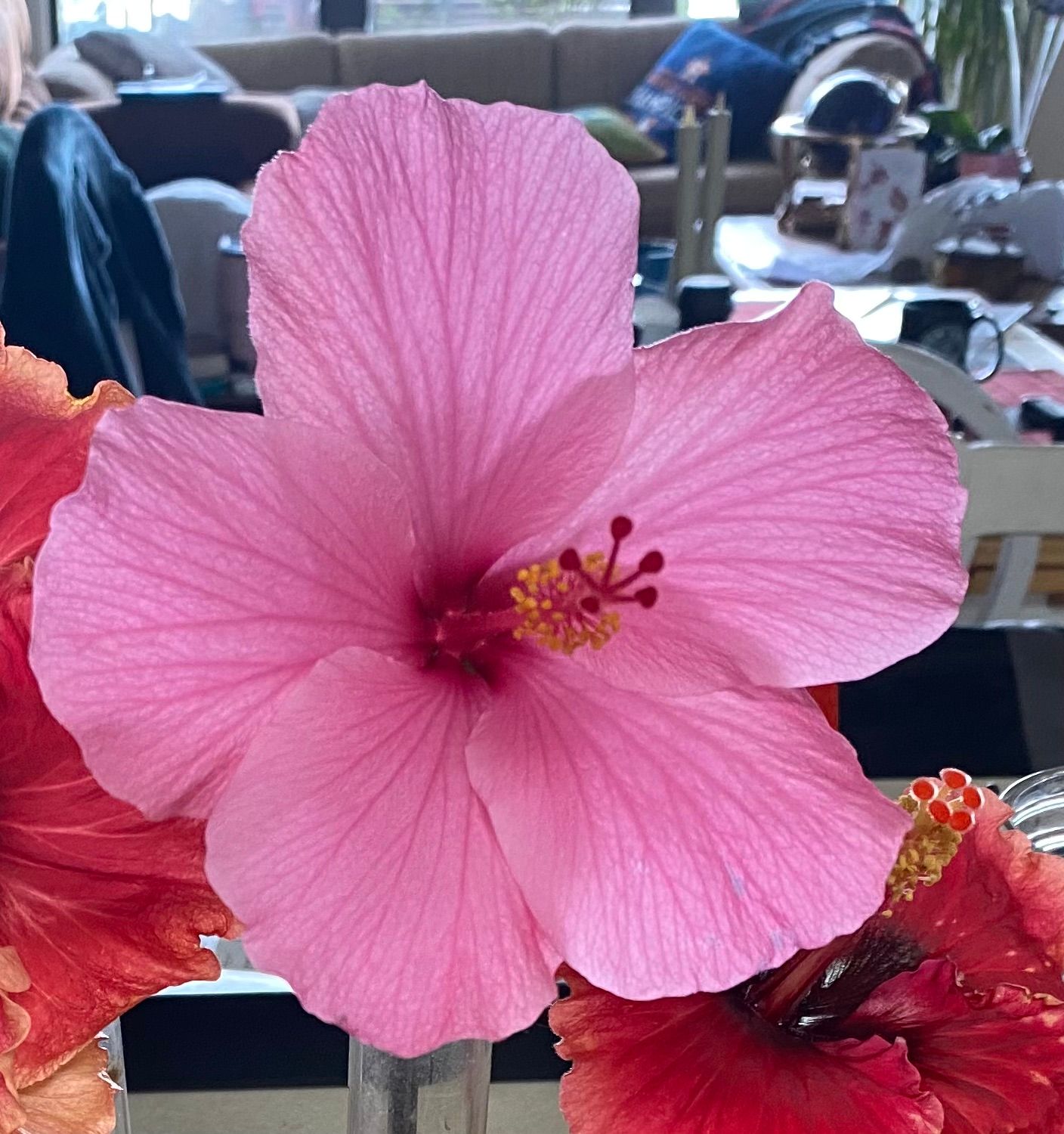 Hibiscus “Moody Pink”
