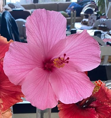 Hibiscus “Moody Pink”