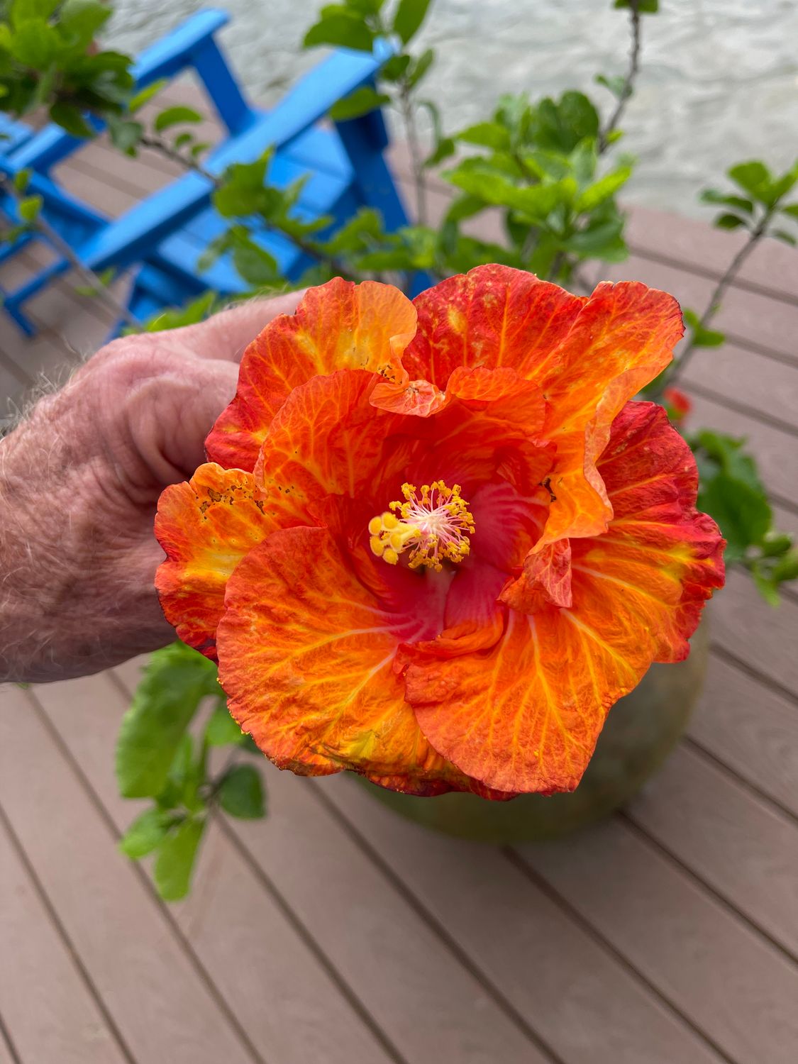 Hibiscus “Moody Orange”