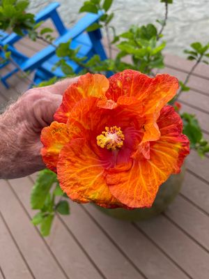 Hibiscus “Moody Orange”