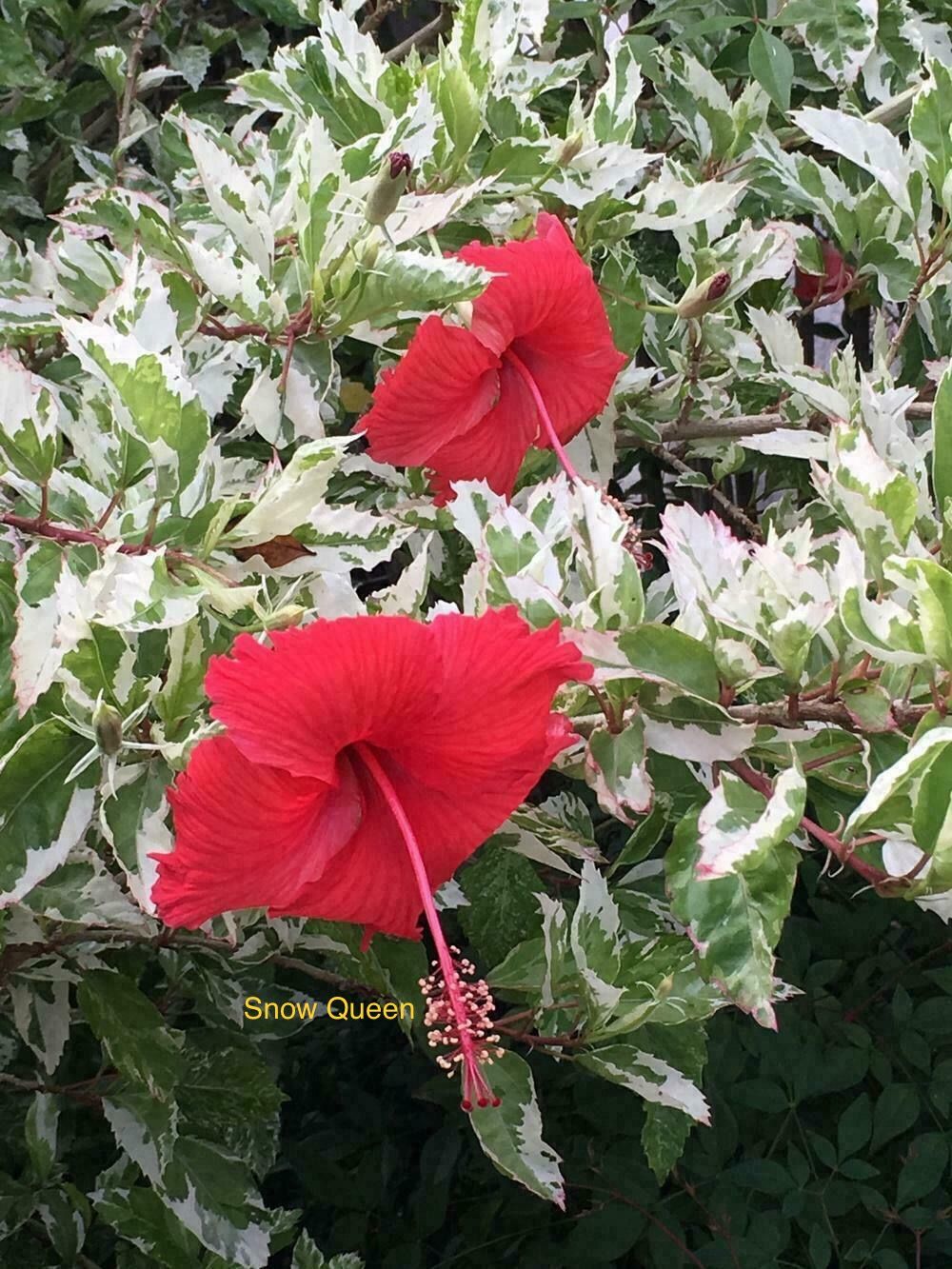 Hibiscus &quot;Snow Queen&quot;