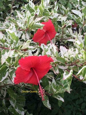 Hibiscus &quot;Snow Queen&quot;