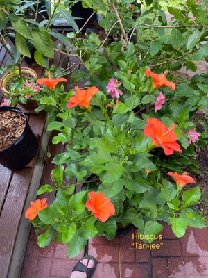 Hibiscus “Tanjy”