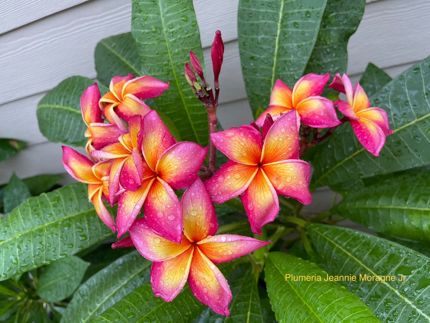 Plumeria “Jeannie Moragne”
