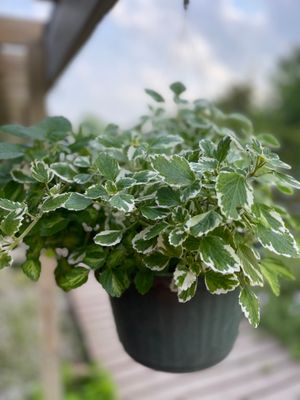 Variegated Swedish Ivy Hanging Basket