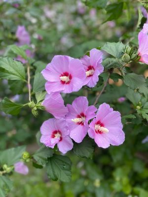Althea Purple