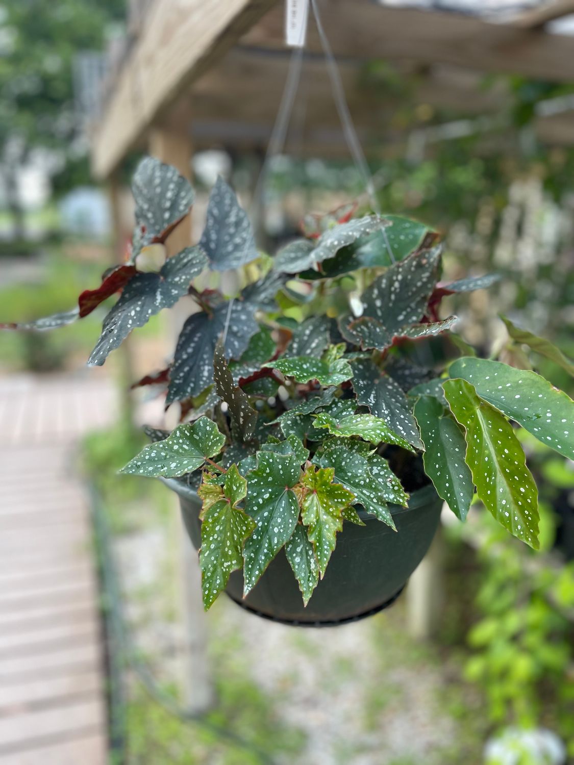 Angel Wing Begonia Hanging Basket