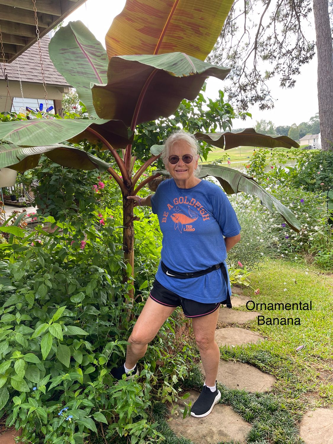 Ornamental Banana