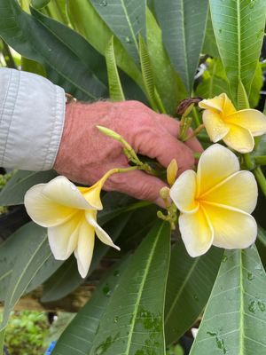 Plumeria “Lemon Scent”