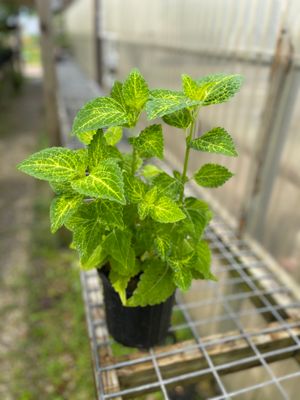 Lime Green Coleus