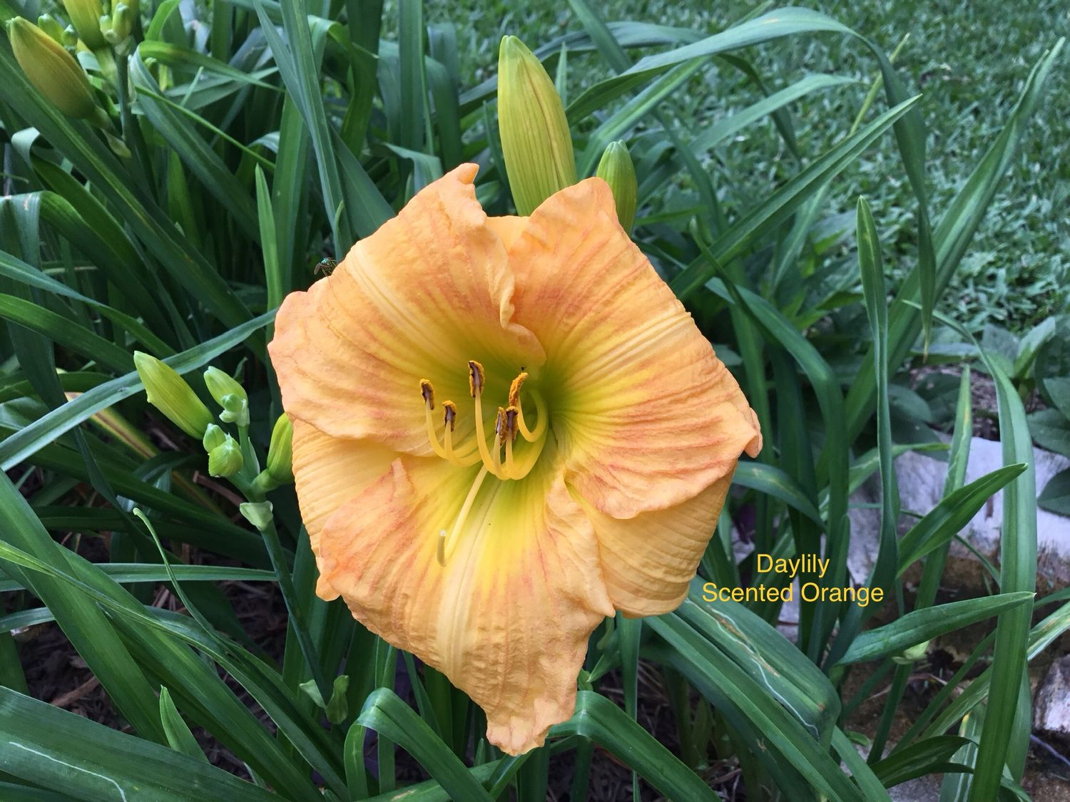 Daylily Scented Golden-Orange