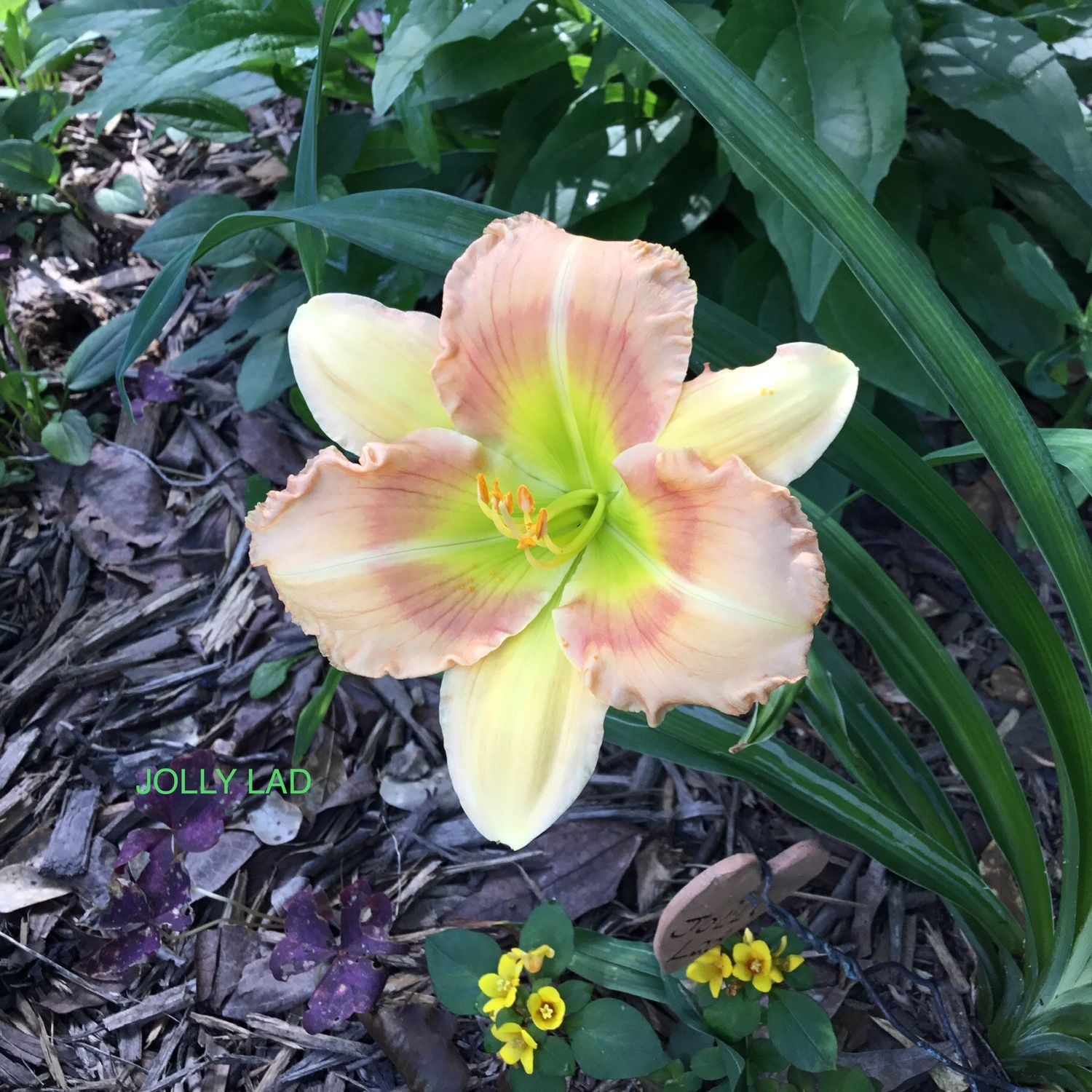 Daylily “Jolly Lad”