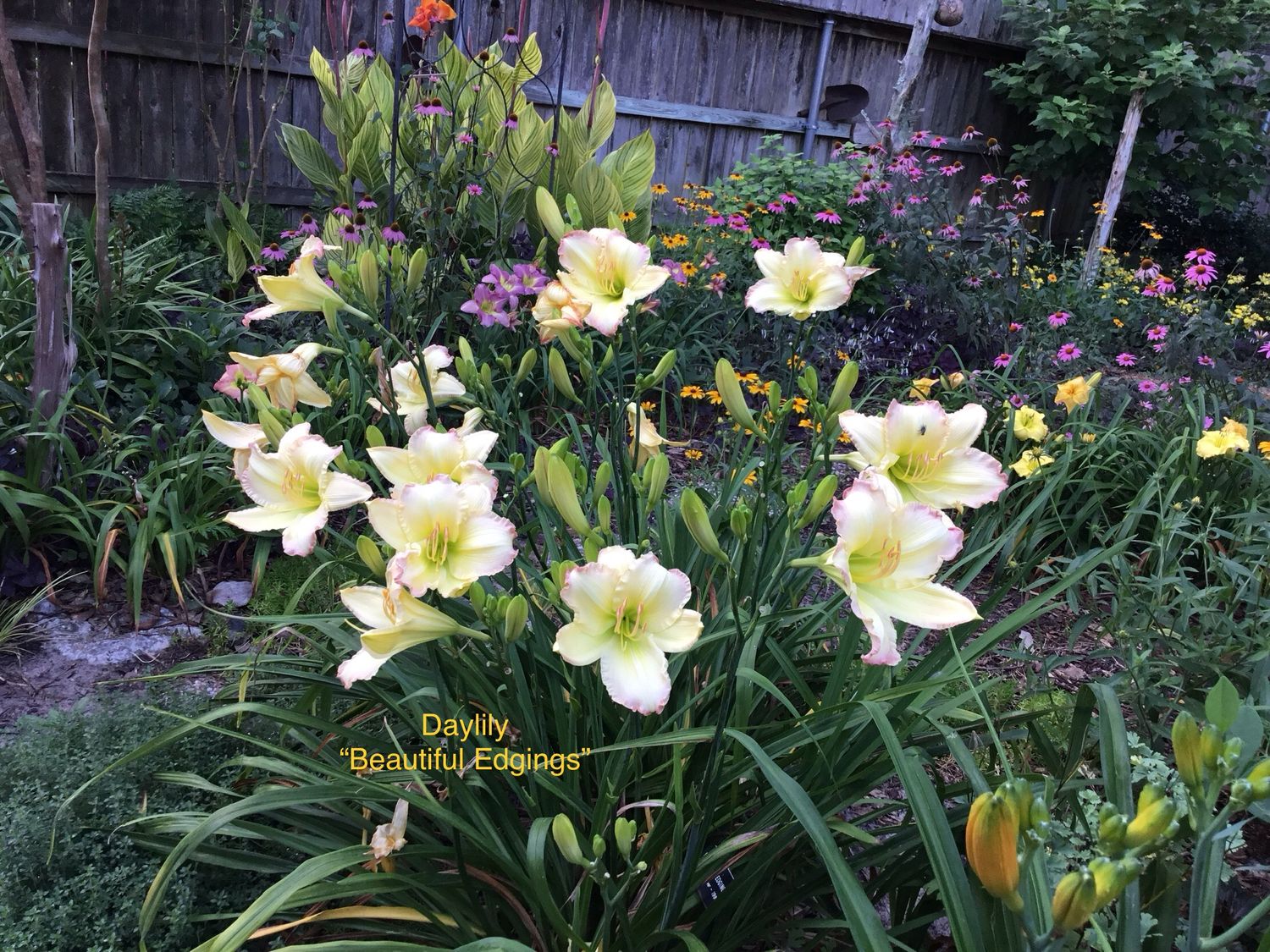 Daylily “Beautiful Edgings”