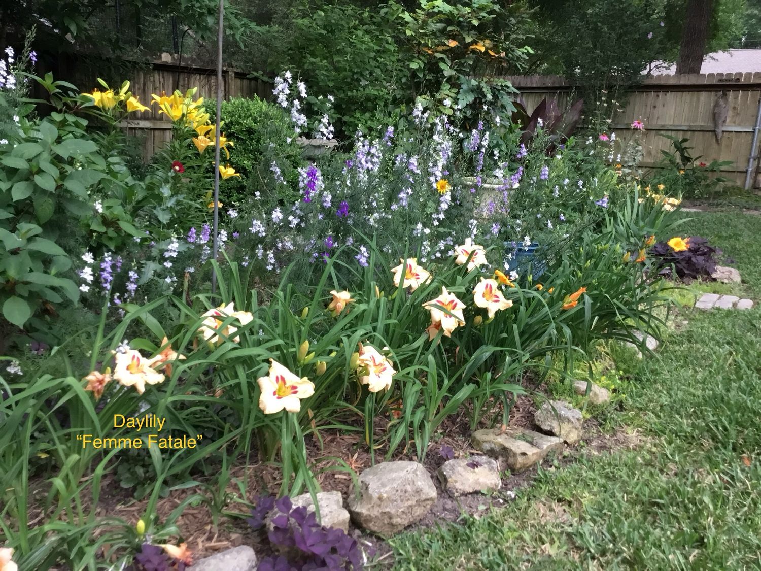 Daylily “Femme Fatale”