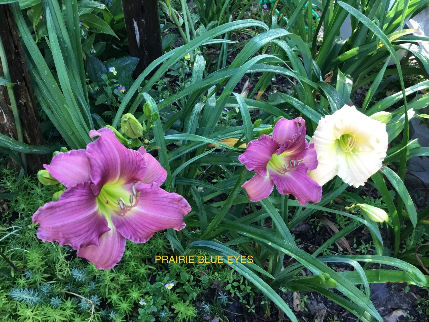 Daylily “Prairie Blue Eyes”