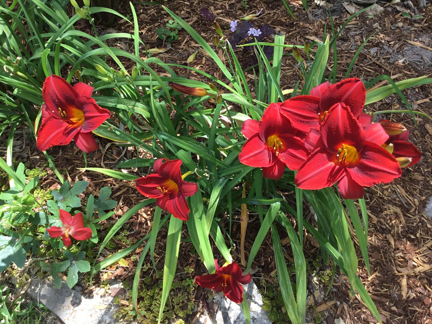 Daylily “Texas Cherry”