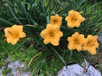 Daylily “Little Orange Tex”