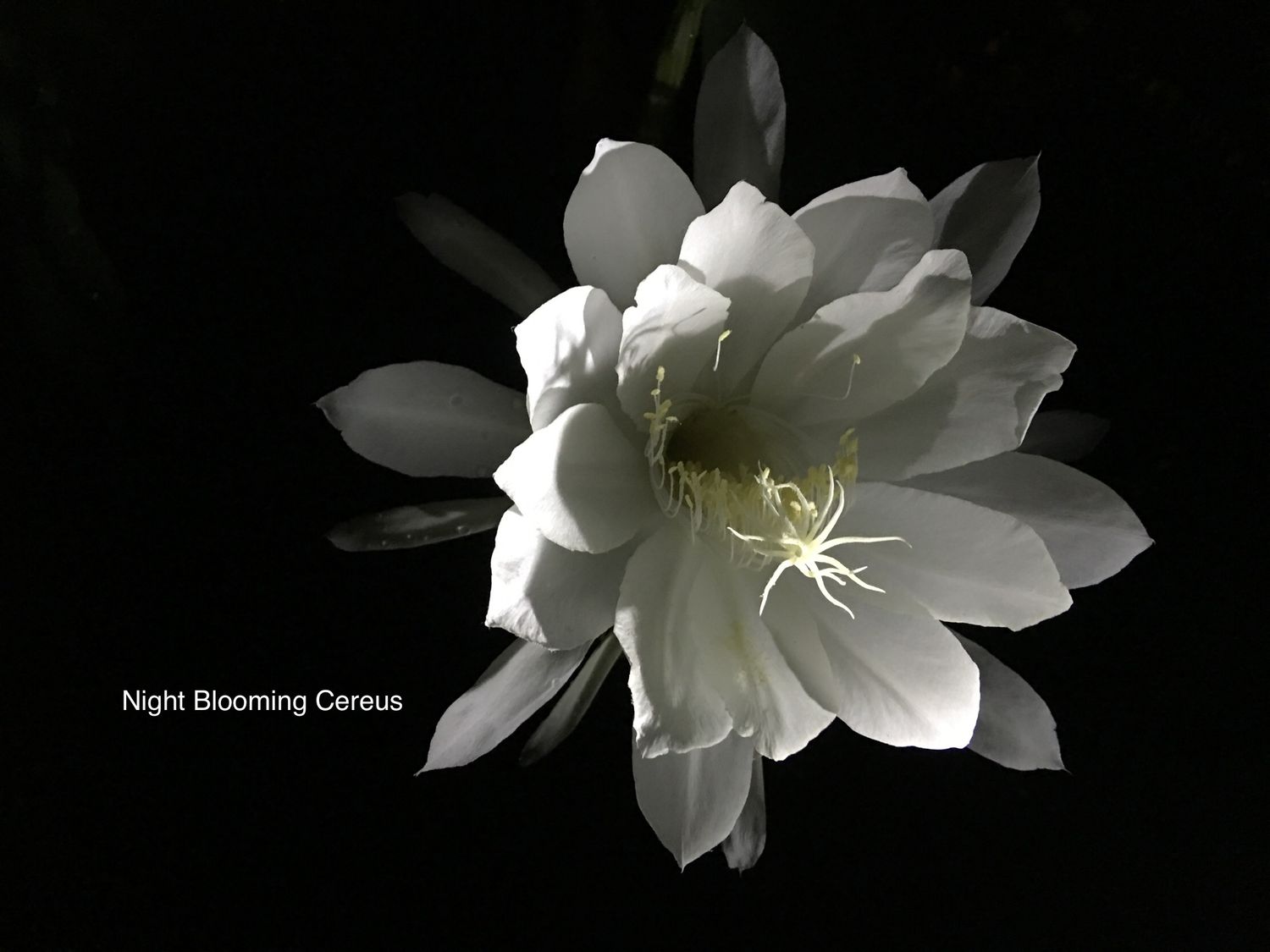 Epiphyllum “Night Blooming Cereus”