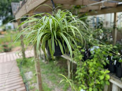 Airplane Plant Hanging Basket (Large)