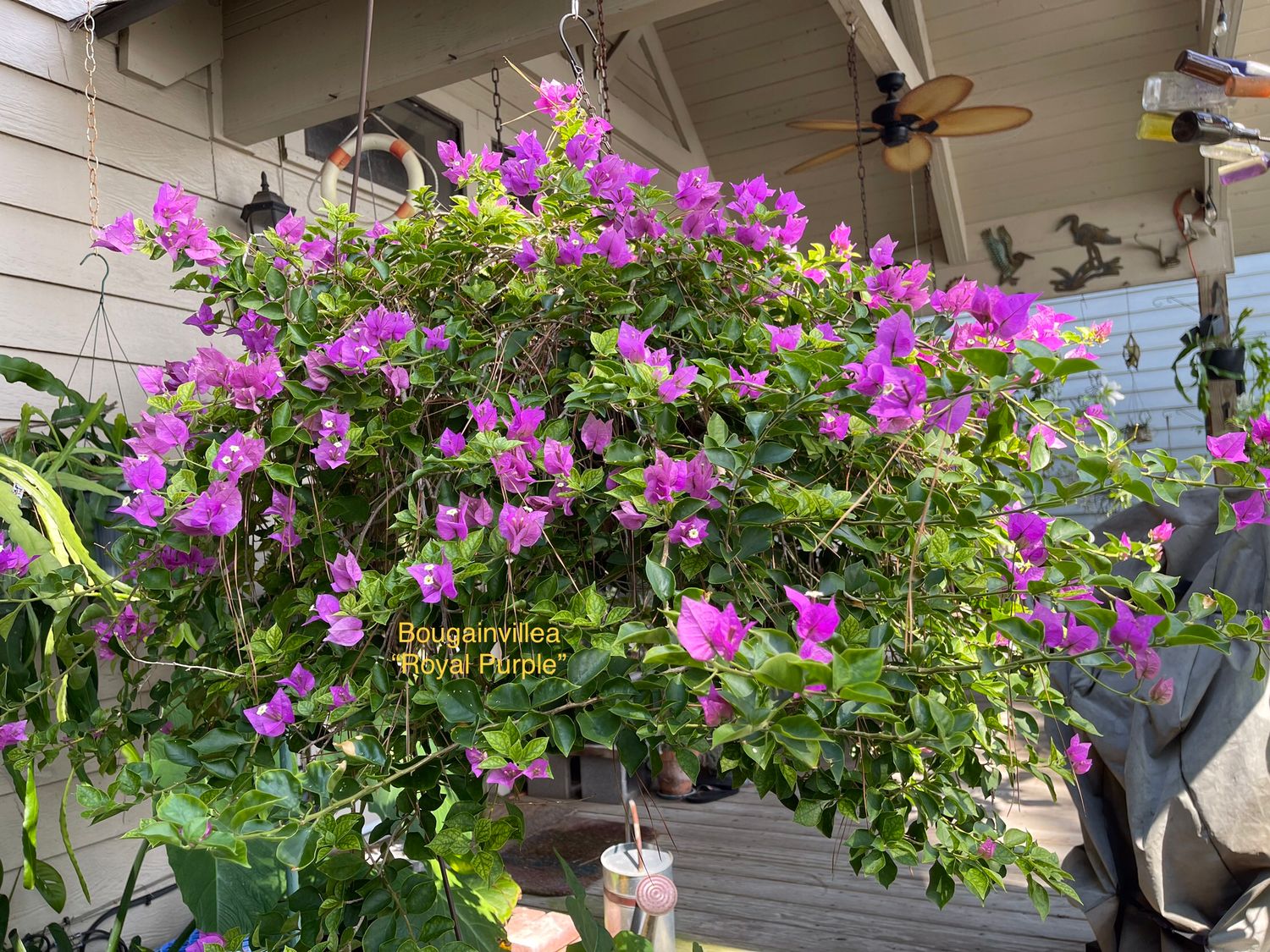 Bougainvillea Purple