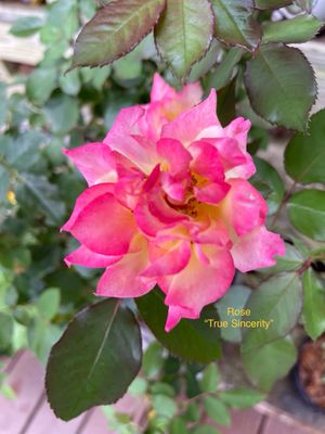 Roses