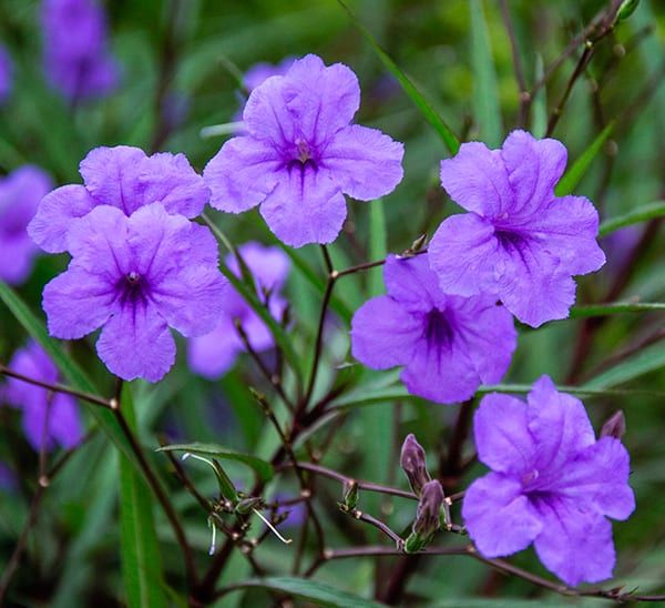 “Katie” Ruellia