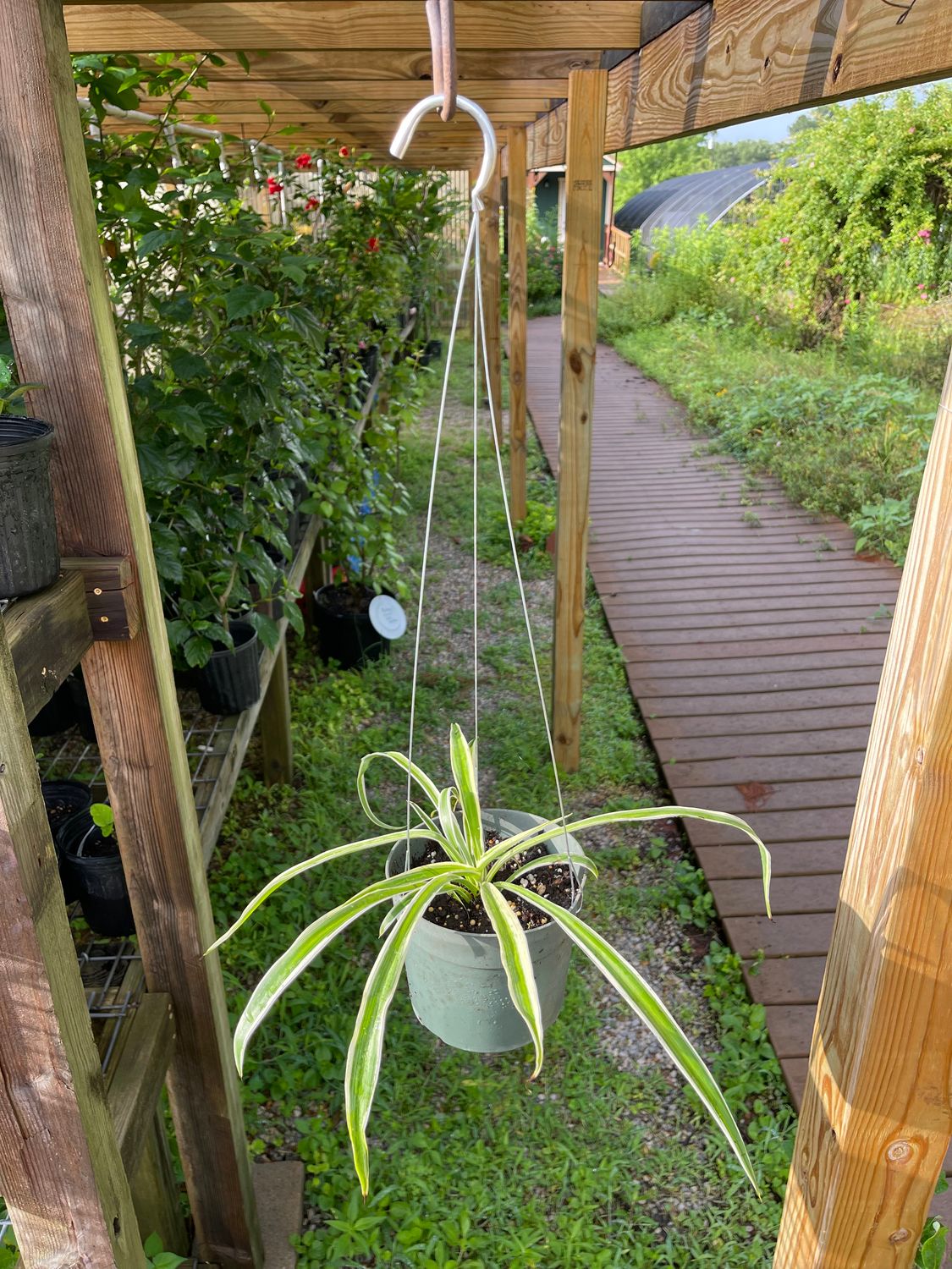 Airplane Plant Hanging Basket (Small)