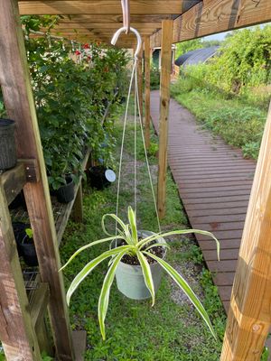 Airplane Plant Hanging Basket (Small)