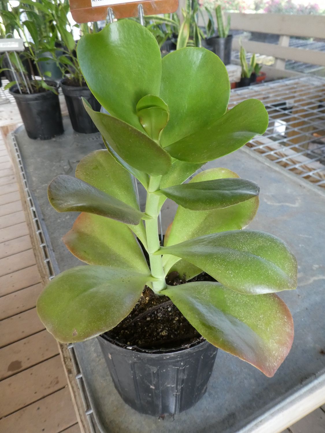 Paddle Plant/Kalenchoe Thyrsiflora
