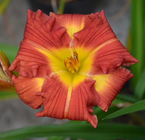 Daylily “Timeless Fire”