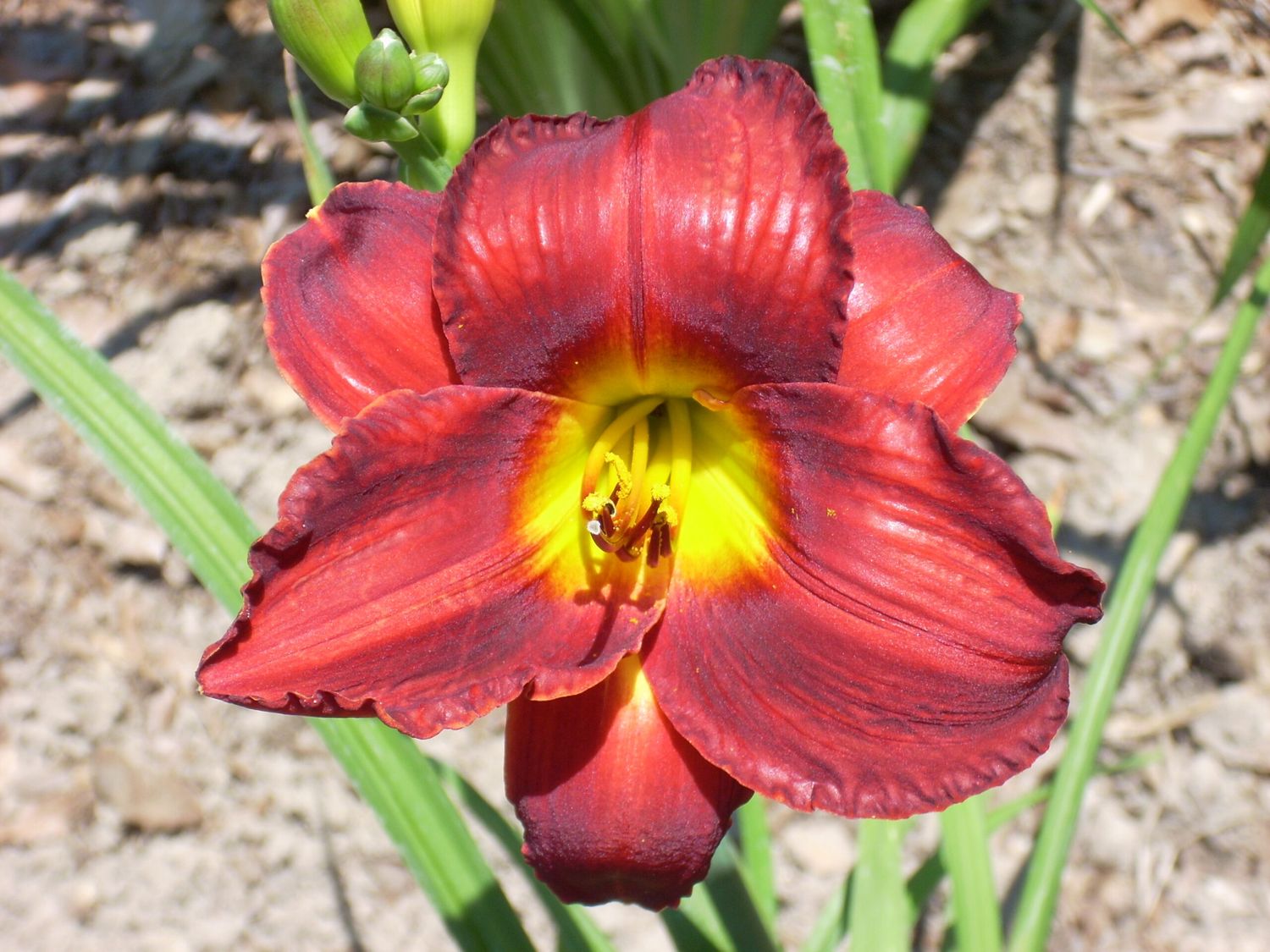 Daylily “Annie Golightly”