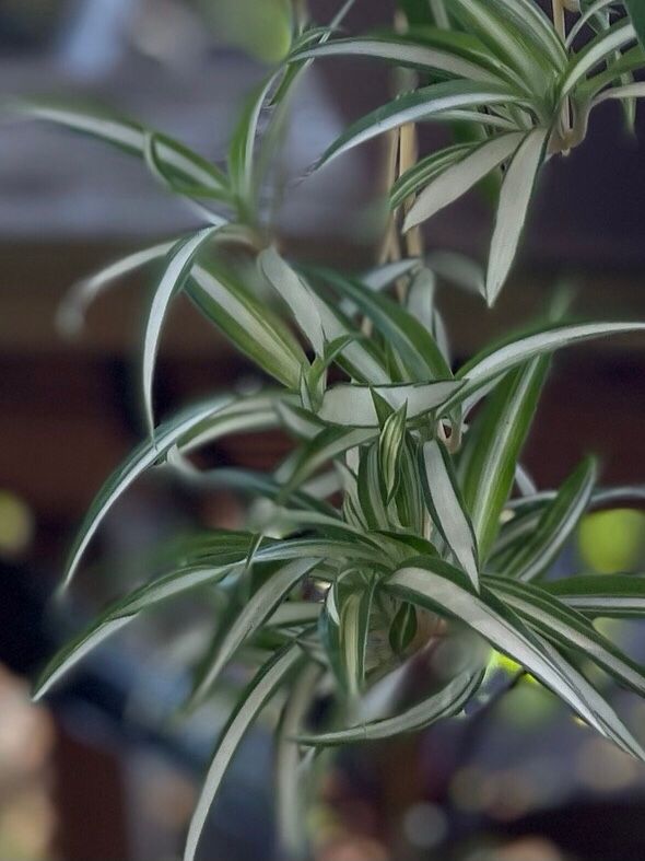 Airplane Plant Variegated