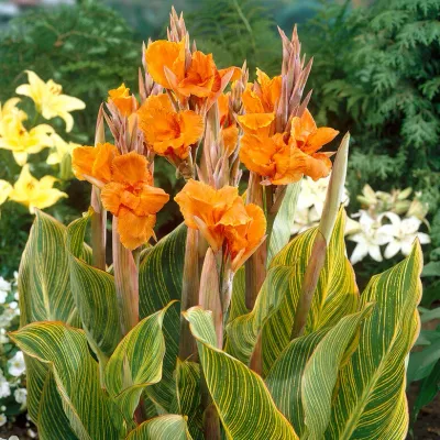 Canna Lily “Bengal Tiger”