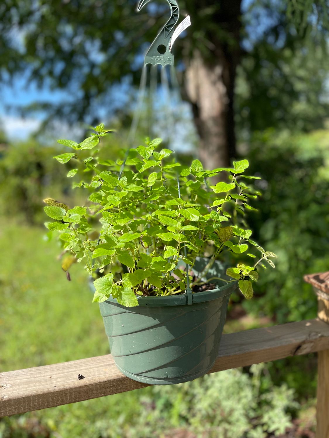 Lemon Balm Hanging Basket