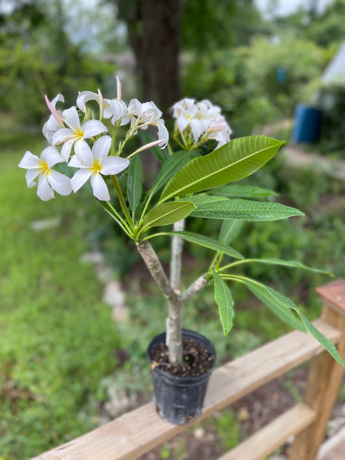 Plumeria "Key West"