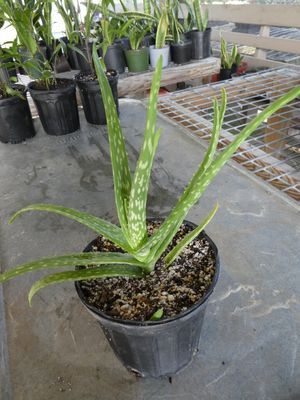 Aloe Vera