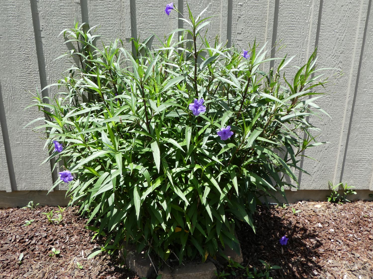 Mexican Petunia (Ruellia Simplex)