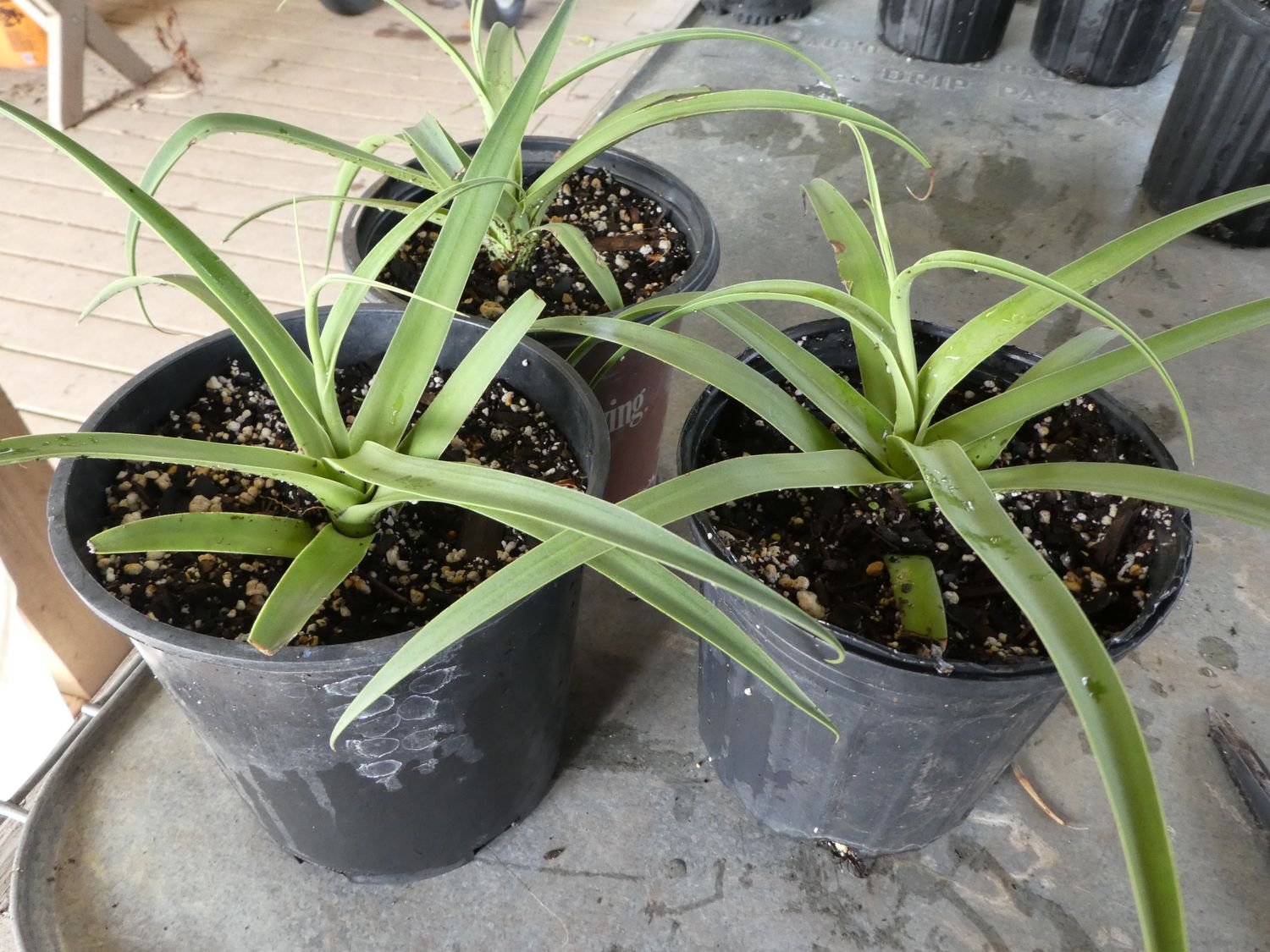 Squid Agave  (Agave Bracteosa)