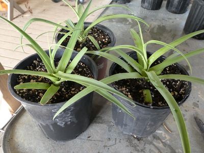 Squid Agave  (Agave Bracteosa)