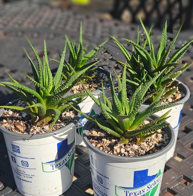 Lace Aloe (Aloe Aristata)
